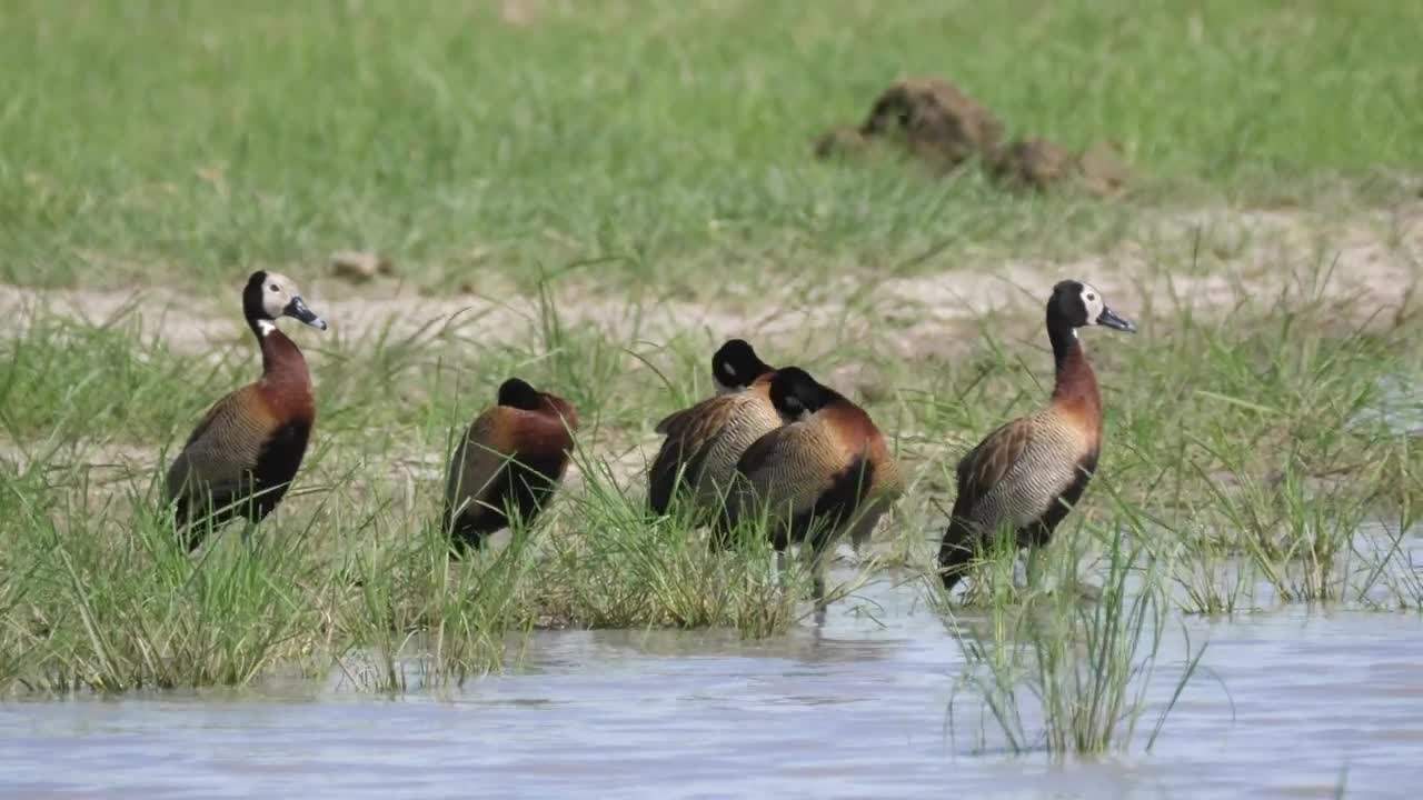 Download Stock Video Ducks Standing In The Shore Of The Lake Live Wallpaper For PC