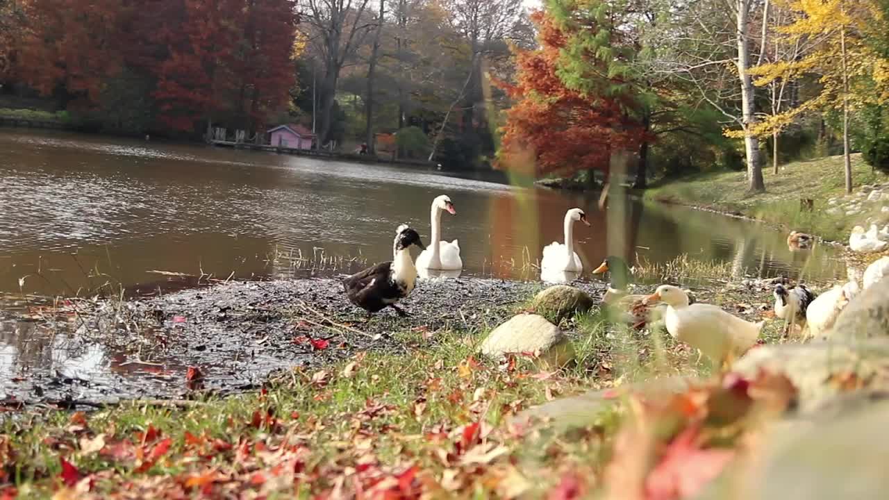 Download Stock Video Ducks Near A River In An Autumn Forest Live Wallpaper For PC