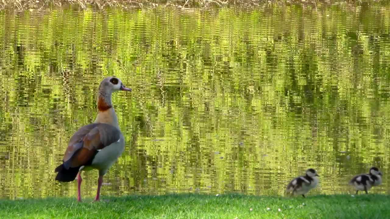 Download Stock Video Ducks Near A Lake In A Park Live Wallpaper For PC