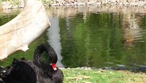 Stock Video Ducks In A Lake At A Zoo Live Wallpaper For PC