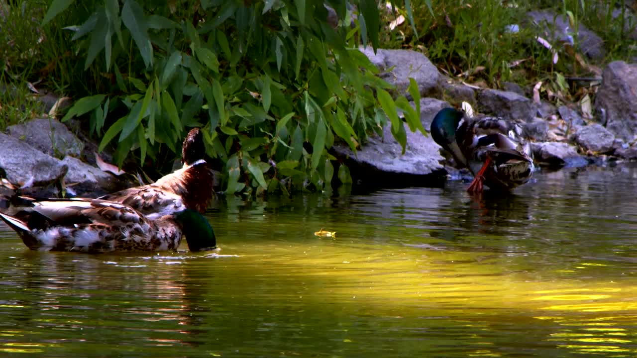 Download Stock Video Ducks Drinking Water In A Lake Live Wallpaper For PC