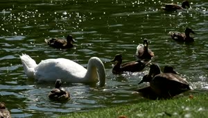 Stock Video Ducks And A Swan In A Lake Live Wallpaper For PC