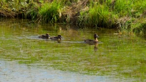 Stock Video Duck With Ducklings In The Lake Live Wallpaper For PC