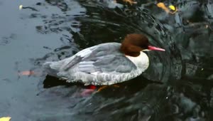 Stock Video Duck Swimming In The Water Of A River Tracking Shot Live Wallpaper For PC