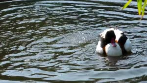Stock Video Duck Getting Wet In The Lake Live Wallpaper For PC