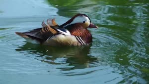 Stock Video Duck Drinking Water In The Lake Live Wallpaper For PC