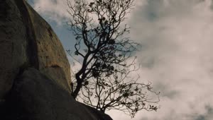Stock Video Dry Tree On Top Of A Rocky Mountain Live Wallpaper For PC