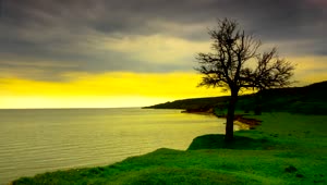 Stock Video Dry Tree On The Seashore At Sunset Live Wallpaper For PC
