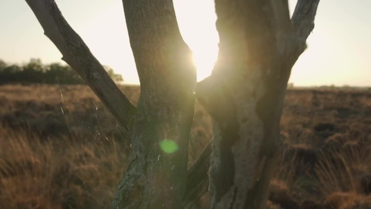 Download Stock Video Dry Tree In The Desert At Sunset Live Wallpaper For PC