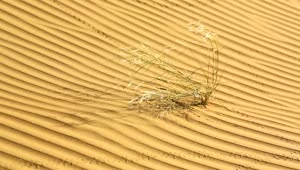 Stock Video Dry Plant Waving In The Desert Live Wallpaper For PC