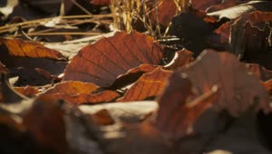 Stock Video Dry Leaves From Autumn On The Ground Live Wallpaper For PC