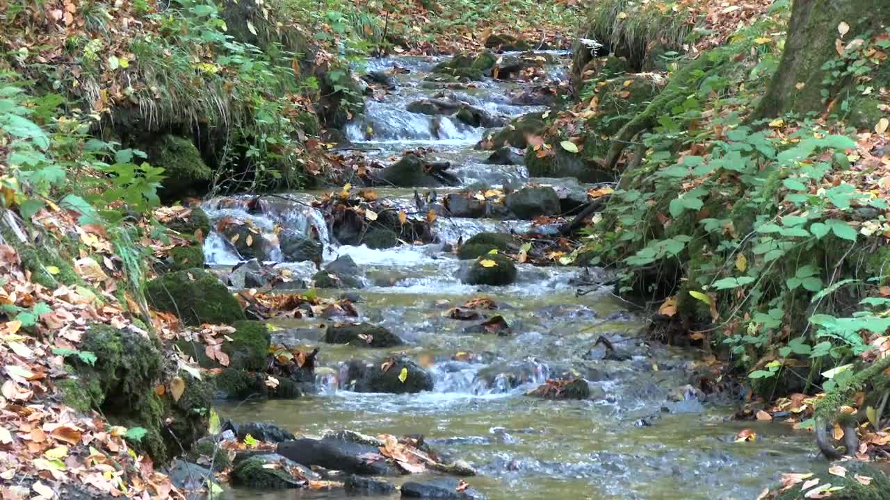Download Stock Video Dry Leaves Fall Into The Stream In Autumn Forest Live Wallpaper For PC