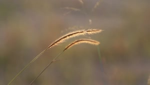 Stock Video Dry Grass In The Wind Live Wallpaper For PC
