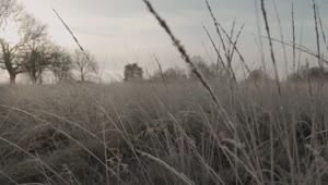 Stock Video Dry Grass During Winter In A Forest Live Wallpaper For PC