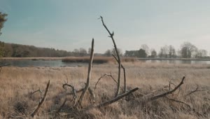 Stock Video Dry Forest With A Lake Live Wallpaper For PC
