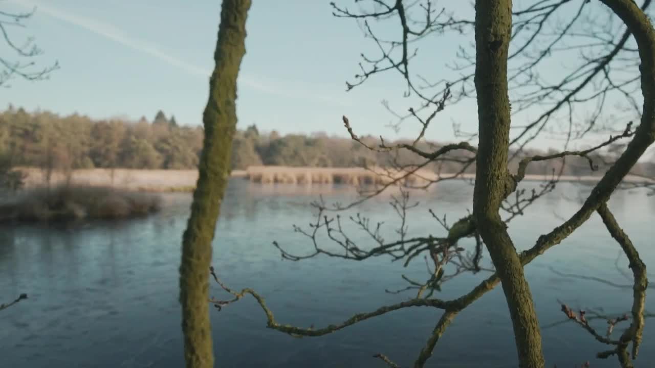 Download Stock Video Dry Branches Of A Tree Near A Lake Live Wallpaper For PC