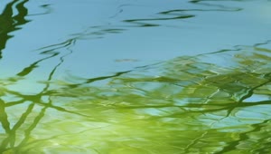 Stock Video Drops Falling Into The Water Of A Pond Live Wallpaper For PC
