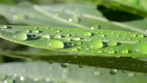 Stock Video Droplets Of Water On Leaves Live Wallpaper For PC