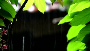 Stock Video Droplets Of Water Falling From Plants Live Wallpaper For PC