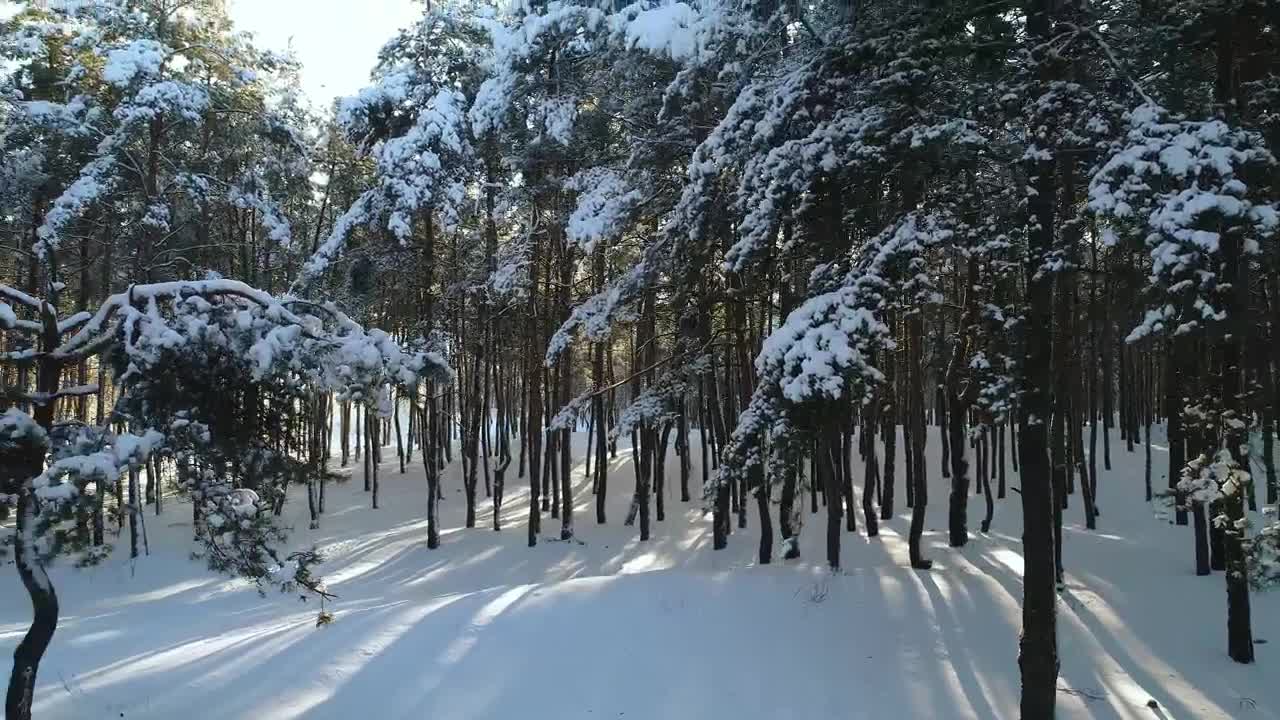 Download Stock Video Drone Shot In A Winter Forest By A Village Live Wallpaper For PC