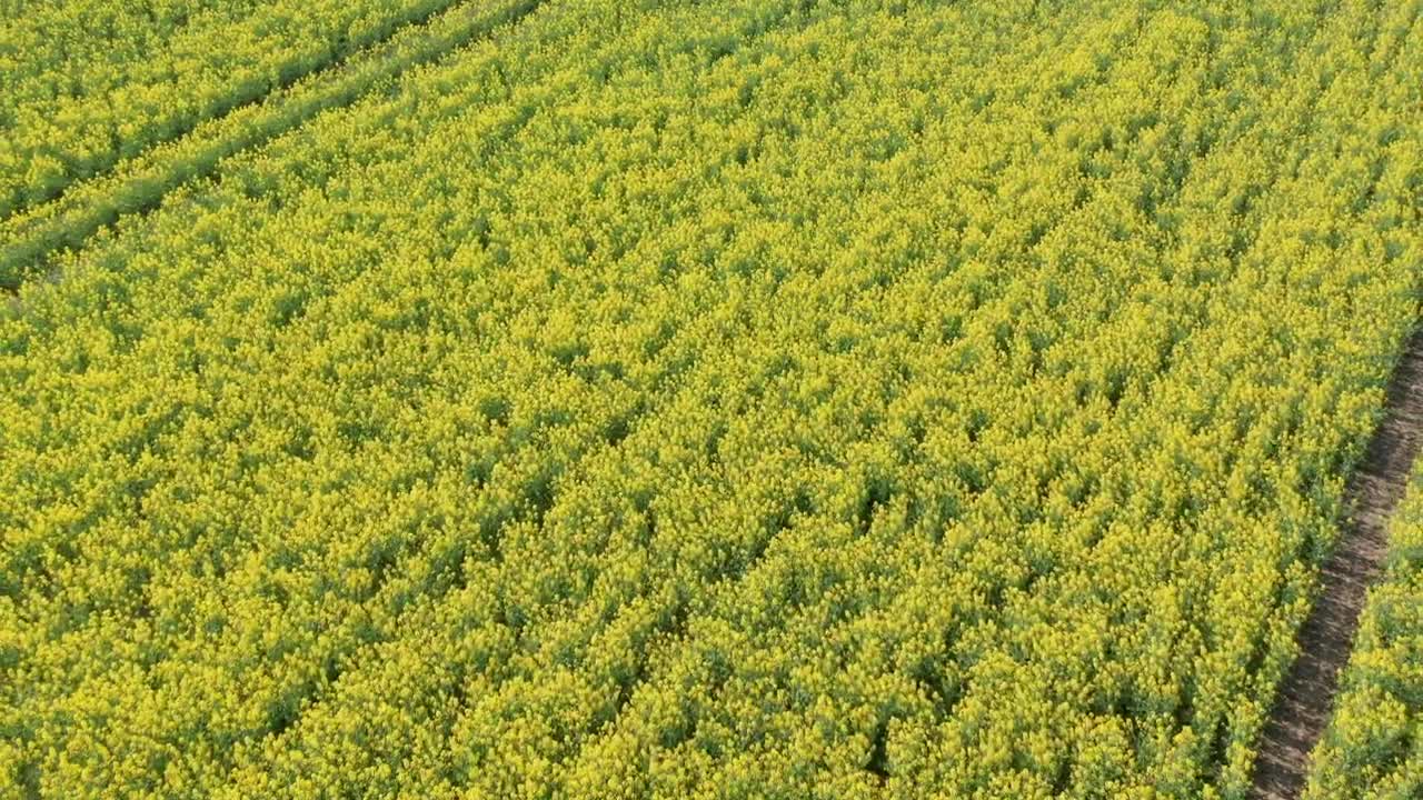 Download Stock Video Drone Moving Over Fresh Crops Live Wallpaper For PC