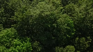 Stock Video Drone Flying Over The Tops Of Trees Live Wallpaper For PC