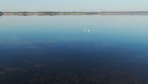 Stock Video Drone Flying Over Lake Birds Live Wallpaper For PC