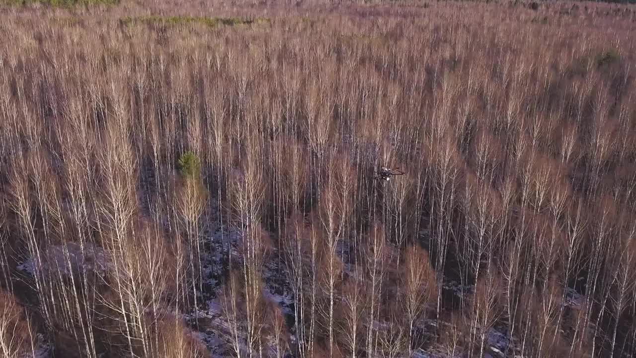 Download Stock Video Drone Flying Over A Forest In The Winter Live Wallpaper For PC