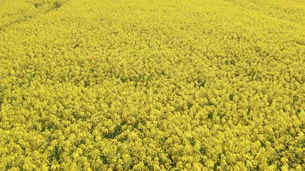 Download Stock Video Drone Flying Low Over A Field Live Wallpaper For PC