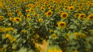 Stock Video Drone Flying Across Sunflowers Live Wallpaper For PC