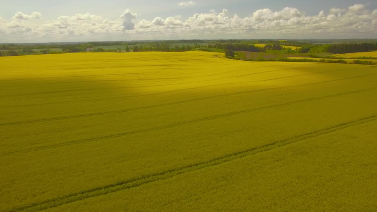 Download Stock Video Drone Flying Across Golden Fields Live Wallpaper For PC