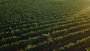 Stock Video Drone Flying Across A Vineyard Live Wallpaper For PC