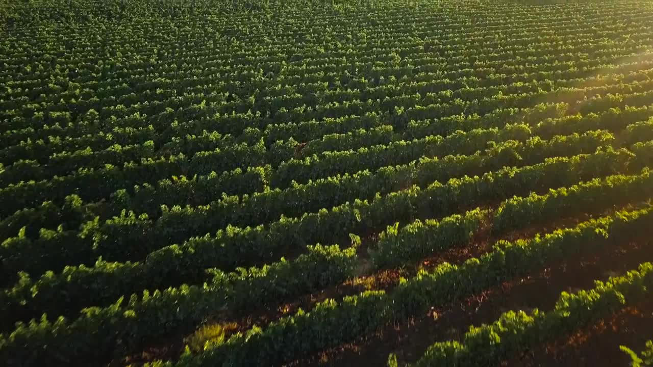 Download Stock Video Drone Flying Across A Vineyard Live Wallpaper For PC