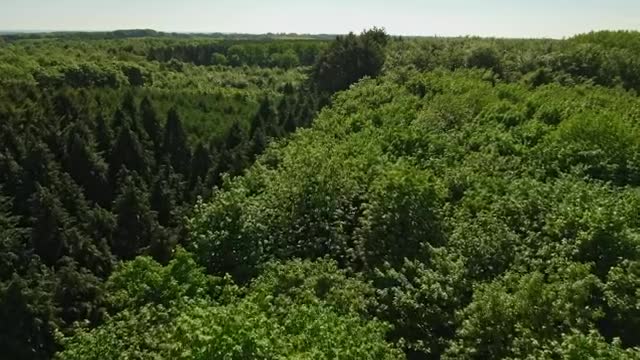 Download Stock Video Drone Flying Across A Large Forest  Smal Live Wallpaper For PC