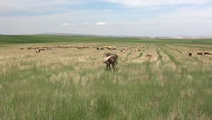 Stock Video Donkey Walking In A Green Plain Live Wallpaper For PC