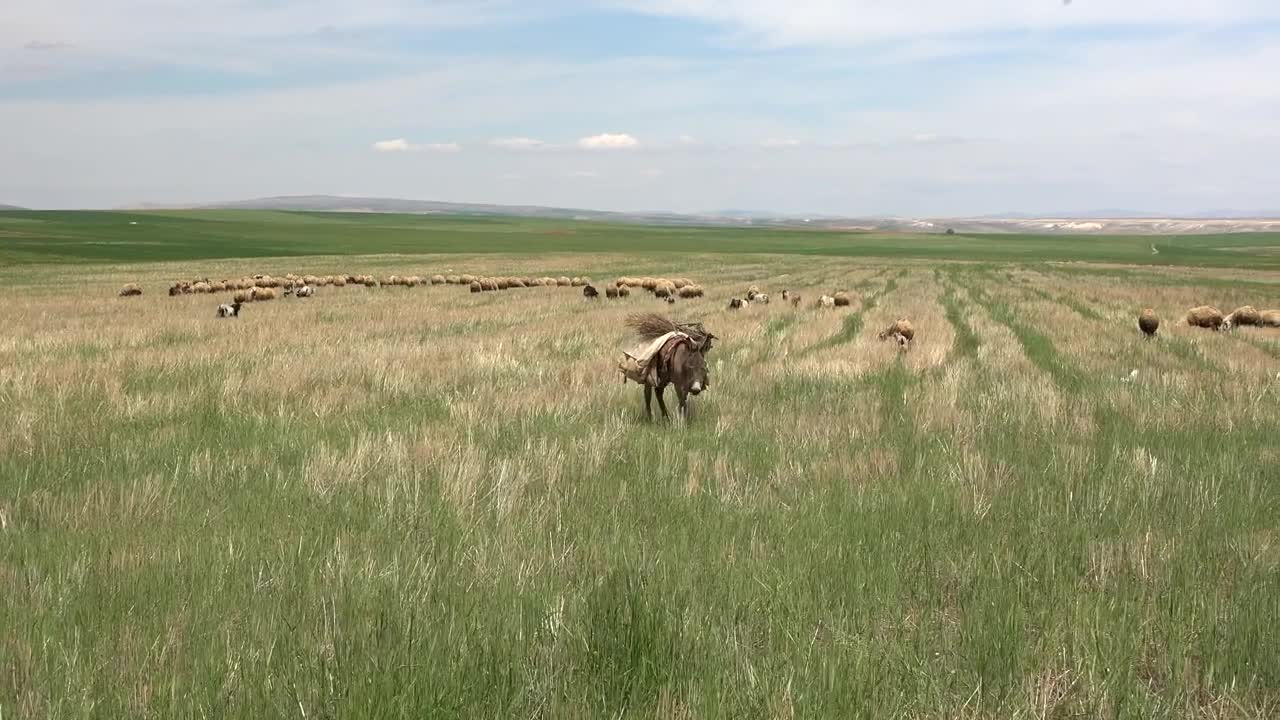 Download Stock Video Donkey Walking In A Green Plain Live Wallpaper For PC