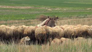 Stock Video Donkey Surrounded By Sheep Live Wallpaper For PC