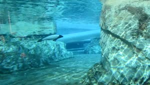 Stock Video Dolphin Swimming In A Tank Live Wallpaper For PC