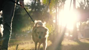 Stock Video Dog Walking With Its Owner In A Park Live Wallpaper For PC