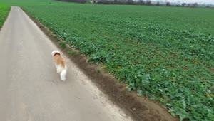 Stock Video Dog Walking By An Agriculture Green Field Live Wallpaper For PC
