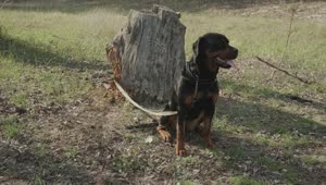 Stock Video Dog Tied To A Log In Nature Live Wallpaper For PC