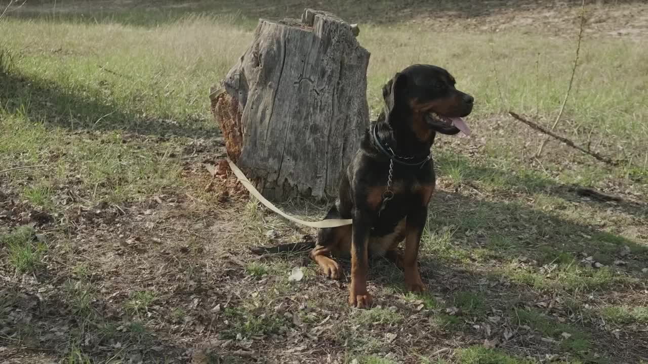 Download Stock Video Dog Tied To A Log In Nature Live Wallpaper For PC