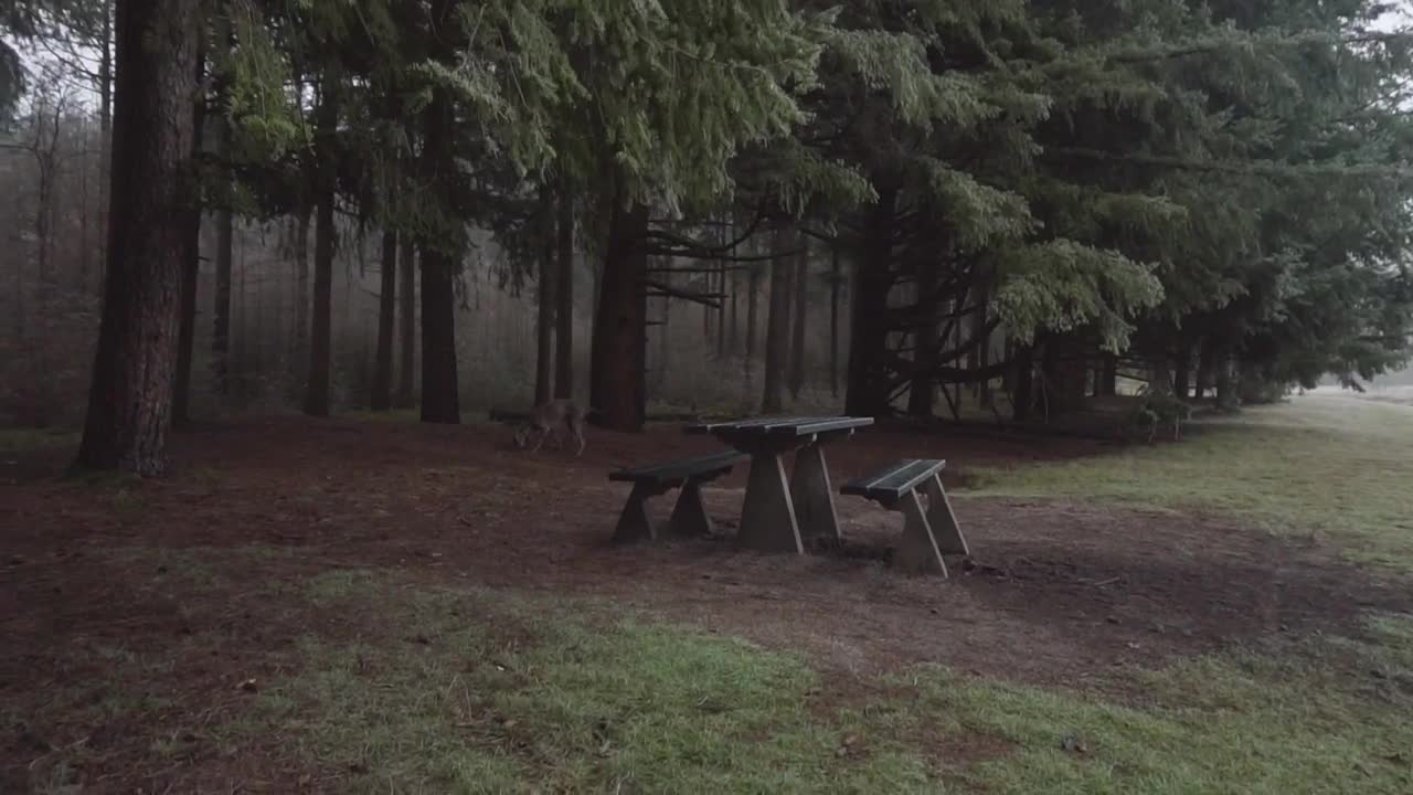 Download Stock Video Dog Sniffing In The Woods Live Wallpaper For PC