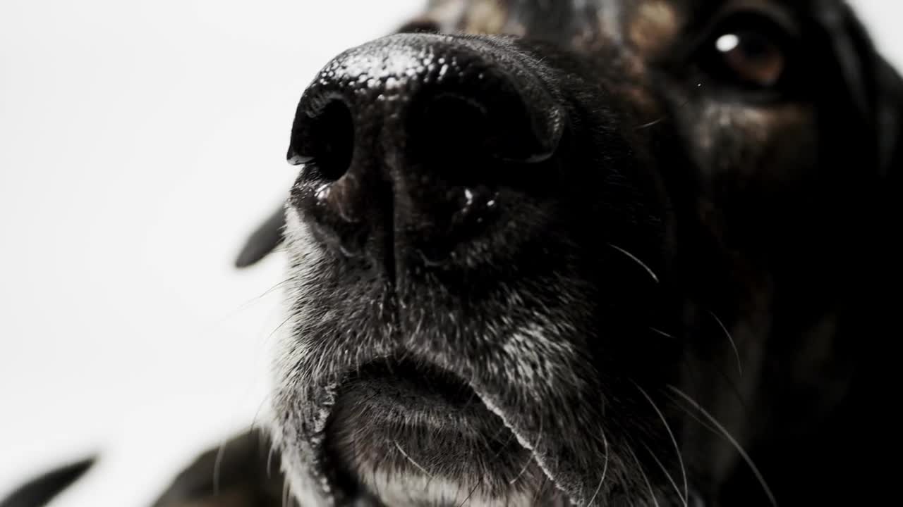 Download Stock Video Dog Sniffing At The Camera Live Wallpaper For PC