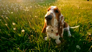 Stock Video Dog Sitting On The Grass Waiting For Its Owner Live Wallpaper For PC