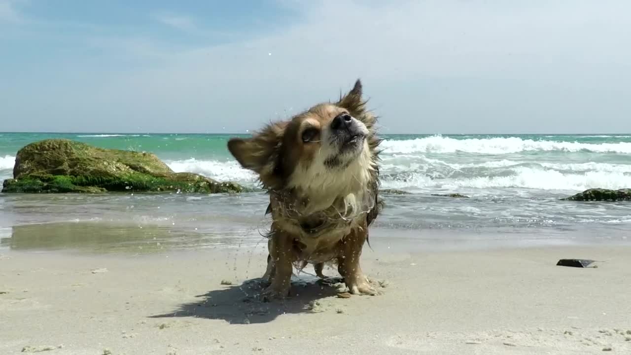 Download Stock Video Dog Shaking Off The Water On The Beach Live Wallpaper For PC