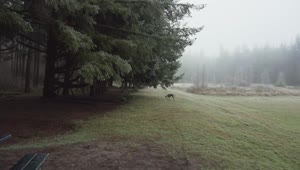 Stock Video Dog Running In The Meadow Live Wallpaper For PC