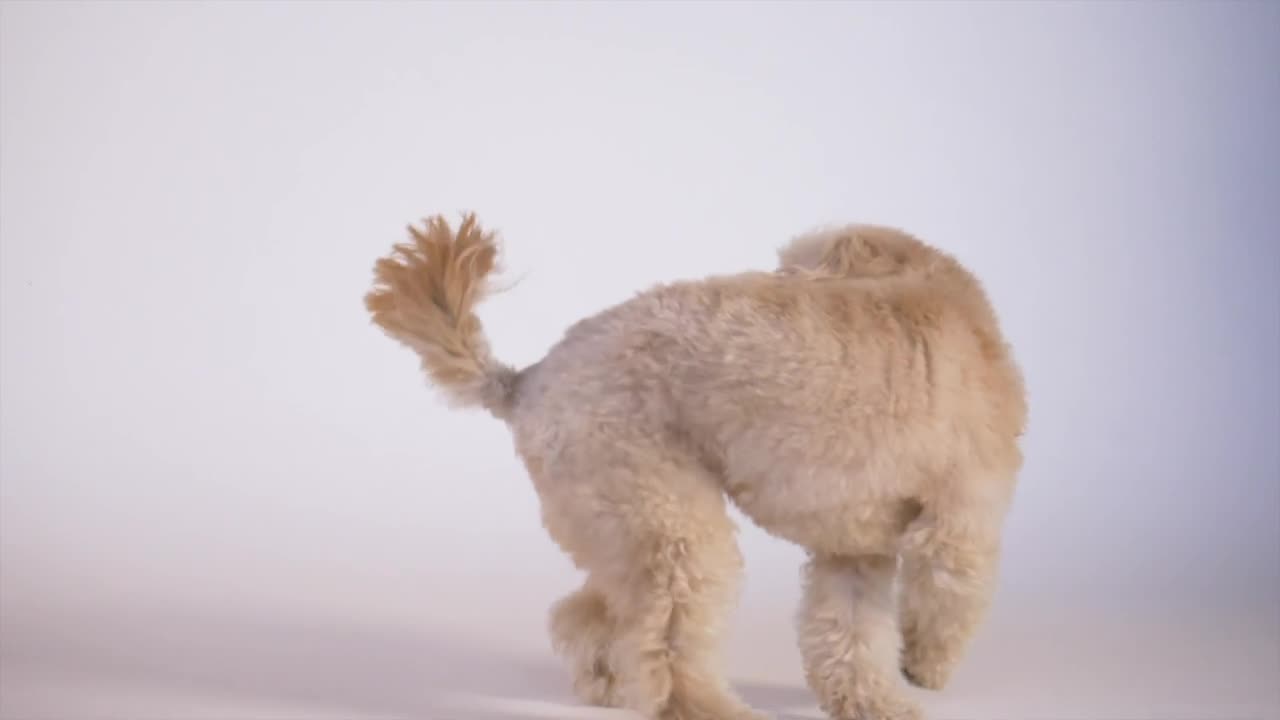 Download Stock Video Dog Playing In Slow Motion Live Wallpaper For PC