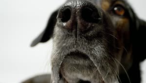 Stock Video Dog Nose Close Up Live Wallpaper For PC