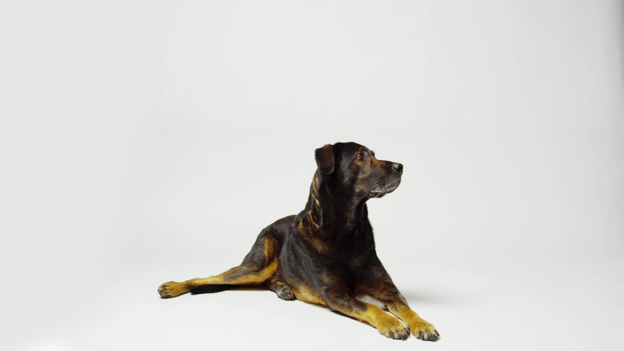 Download Stock Video Dog On Alert Live Wallpaper For PC